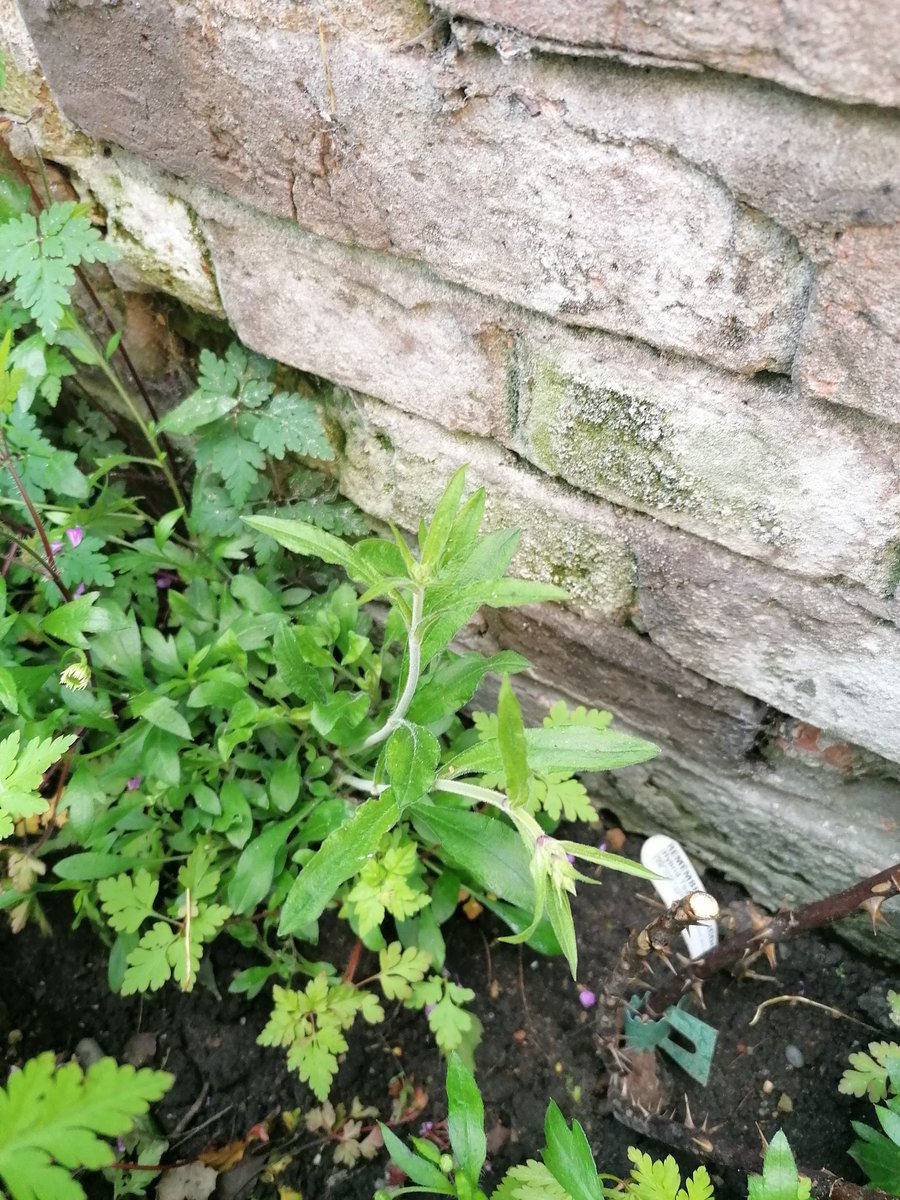 TheSarahManton's tweet photo. @NottmCastle Our @nottmcitywi #NottinghamCatchfly is about to flower in its not entirely secret location! ๐๐ #campionsleague #wearethecampions https://t.co/I6wMs2KBIP