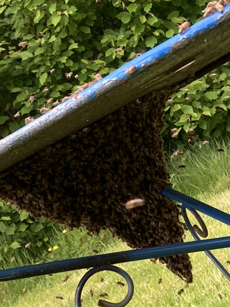 Polly Haywood (@flybydoc) on Twitter photo Swarming bees 🐝 <a href="/NWAirAmbulance/">North West Air Ambulance Charity</a> <a href="/britishbee/">BBKA</a> swarm collection. We’re not the only ones flying in Manchester today. Swarming bees 🐝 <a href="/NWAirAmbulance/">North West Air Ambulance Charity</a> <a href="/britishbee/">BBKA</a> swarm collection. We’re not the only ones flying in Manchester today.