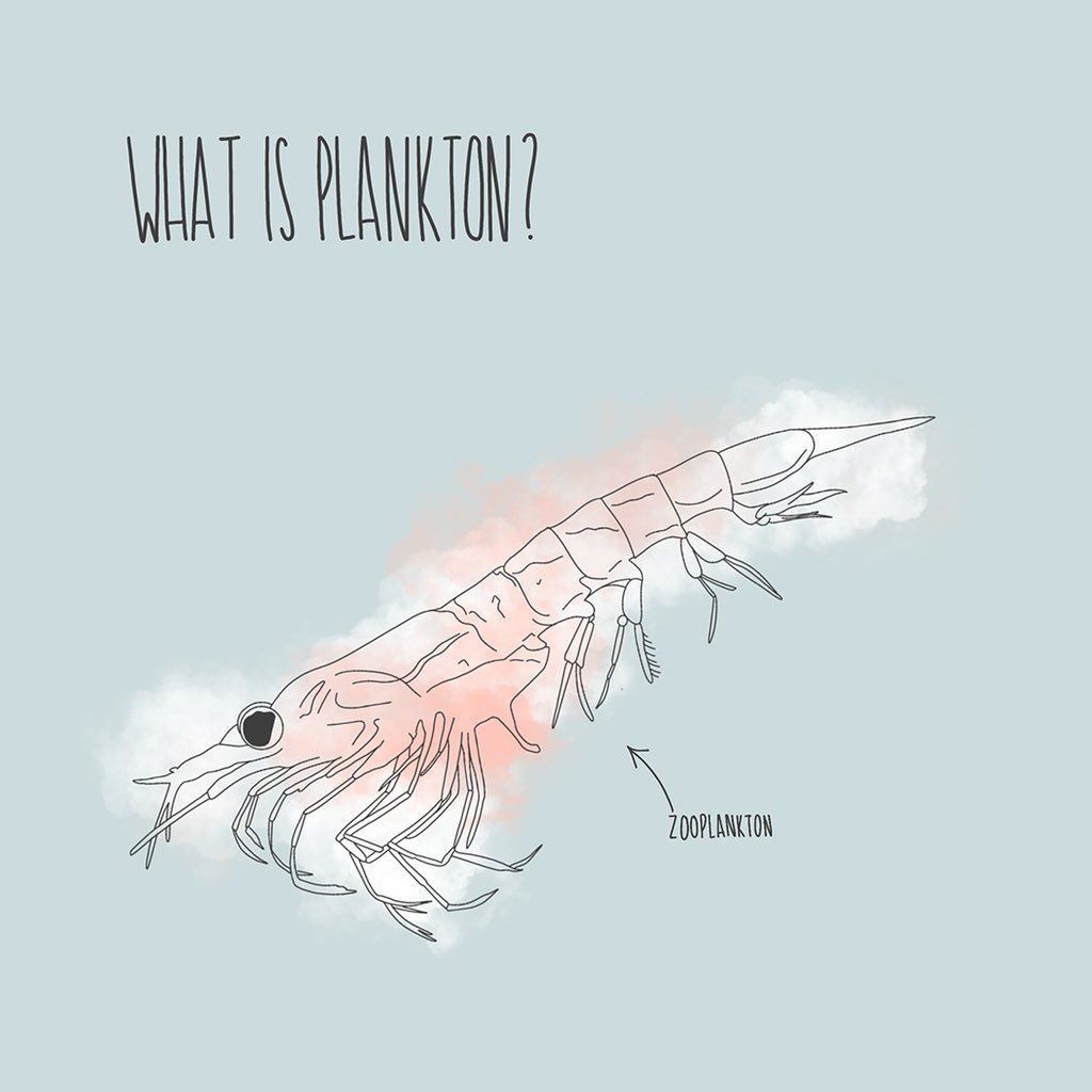 biologic_blog's tweet photo. I don't know about you, but when I think of plankton I always think of Plankton from SpongeBob Squarepants🧽 

He was the evil enemy of our childhoods 🦹‍♂️ 

But plankton is an important part of our healthy oceans🌊

Full blog post: https://t.co/prepr17mKx

#Plankton #ALevel #Learn https://t.co/az3vtOvMJi