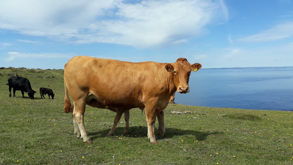 CCRI_UK's tweet image. The footage from today's seminar 'It's not black and white' presented by @Emily__Bull will soon be available on our YouTube page:
youtu.be/gTSHz94ymNg

Emily discusses the knowledge requirements of dairy-bred beef calf rearers
