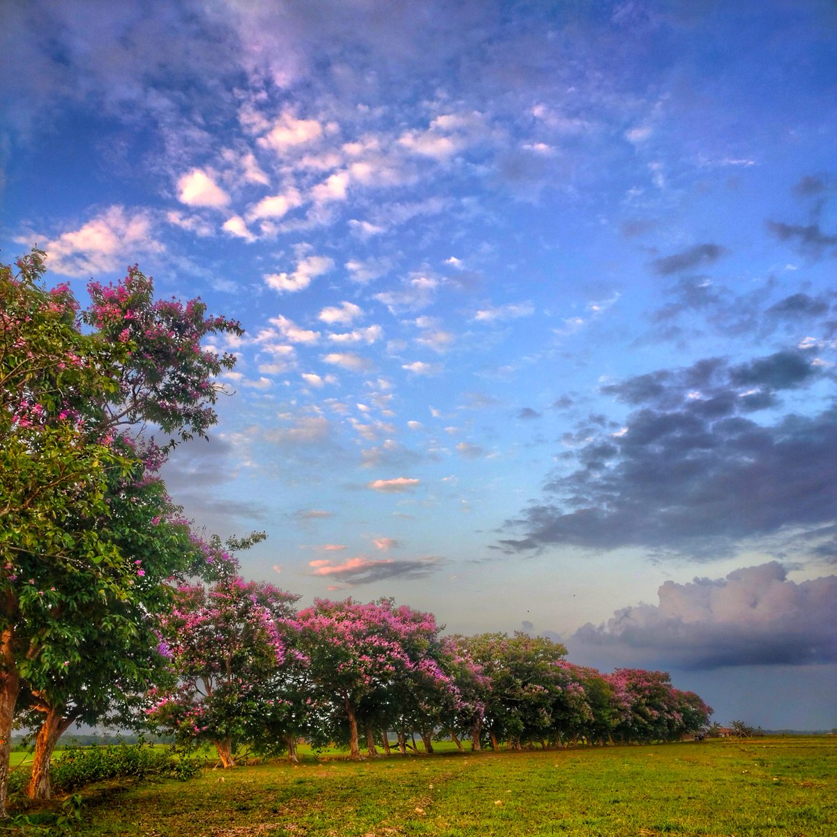 SantanuSadhanid's tweet photo. Best time of the year. 
#Spring 
#Blosoom 
#Jorhat
#AwesomeAssam https://t.co/8Gy6oSxUTY