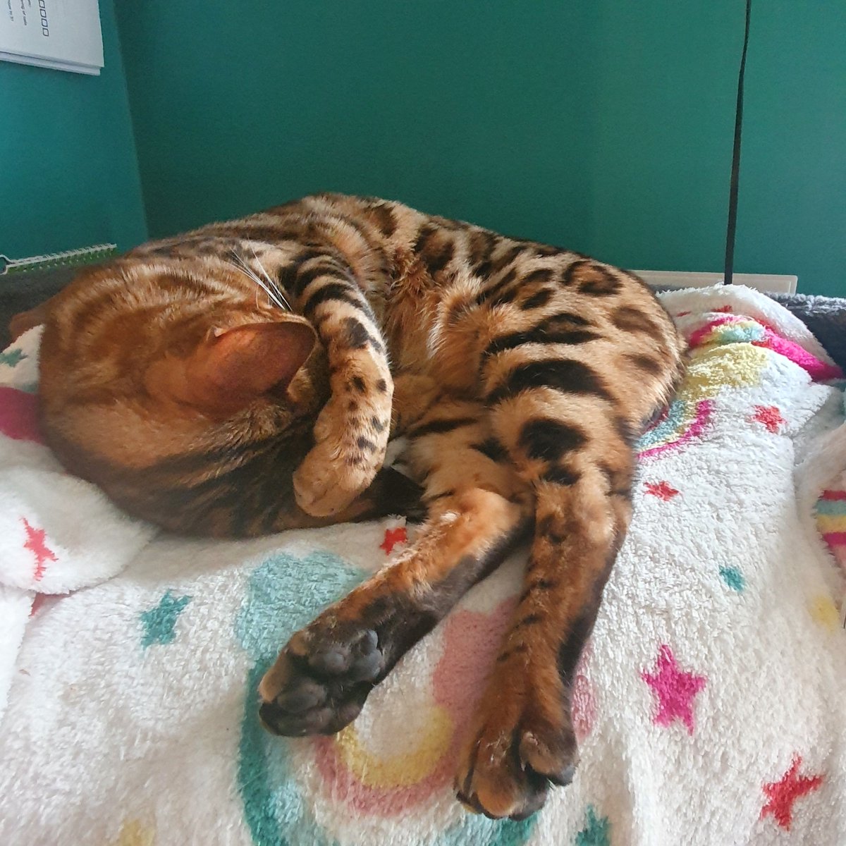 person_split's tweet image. Missing streaming and chatting to everyone. However, missing these sleepy heads like more! &amp;lt;3 Two more sleeps until I'm back.

buff.ly/2L6kjgr