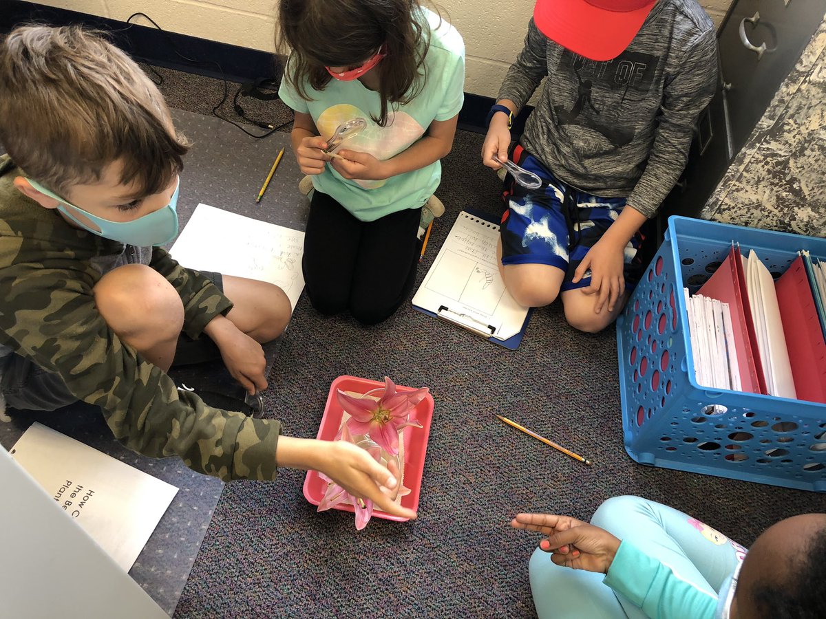 msbonfanti_WI's tweet photo. Second grade scientists hard at work, learning the importance of bees in our world! They are becoming master pollinators 🐝 🌺today! 
#scienceis😎 #bees https://t.co/xTPRKkfErA