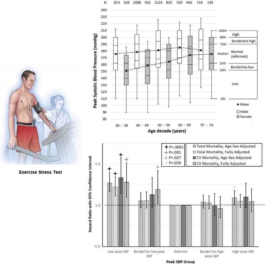 Hypertension Peak Systolic Blood Pressure During The Exercise Test Reference Values By Sex And Age And Association With Mortality Ahmadmouakeh T Co Baqk0yczwz T Co 6idij5kf