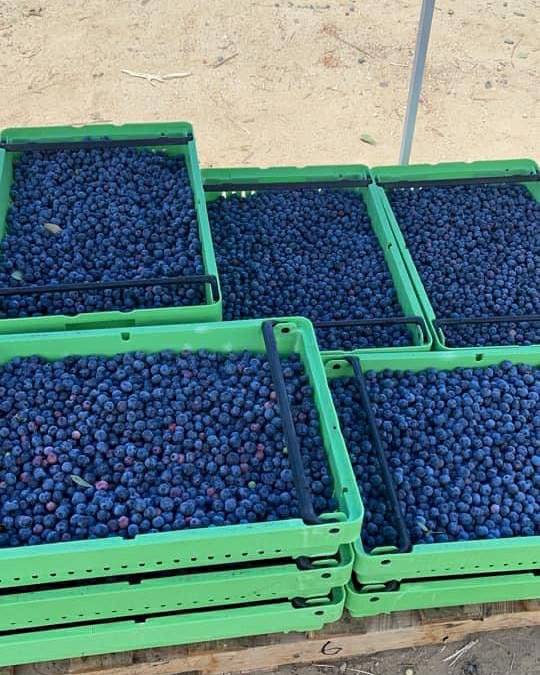 Maria shared some of her work in the blueberry fields in Kern County CA. This fruit makes a great addition to a morning shake, pancakes or in a muffin. Maria is paid by how many pounds of the fruit she can pick in her shift. Thank you Maria for sharing. #WeFeedYou