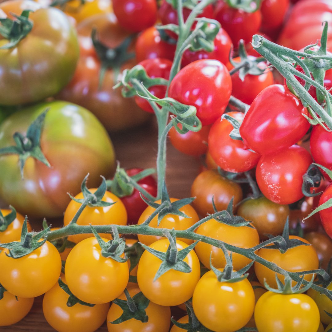 restmoorhall's tweet image. To celebrate #BritishTomatoFortnight, we spoke to one of our local growers, Brian Ascroft of Croftpak Nurseries. Brian and his family have been growing tomatoes in Tarleton, Lancashire, for more than 75 years 🍅.

Read now at moorhall.com/news/meetbrian.

#britishtomatoes #BTF21