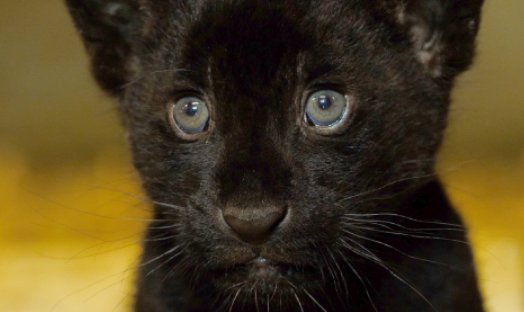 TheBigCatSanct's tweet photo. Our response to Tiger King’s Carole Baskin Post:
https://t.co/ANSCY5vkbk https://t.co/bX5g3OoVhq