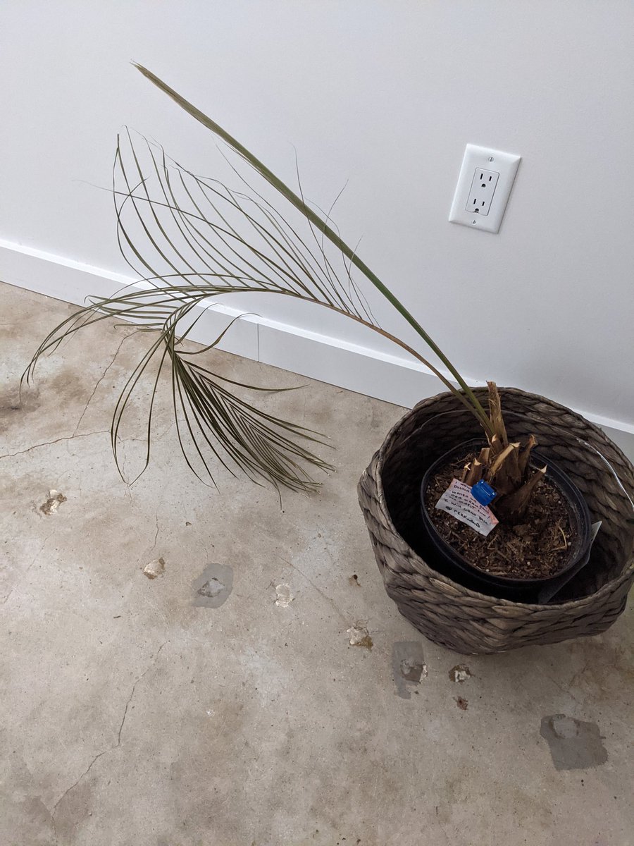 harmonic design tweet media