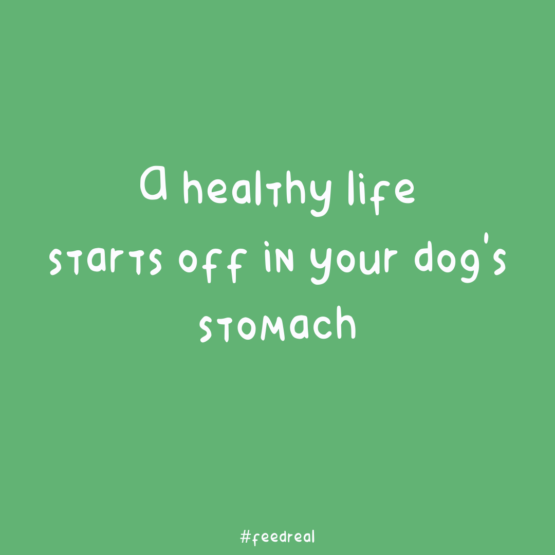 realdogbox's tweet photo. Food should help your dog thrive not just survive.
#feedreal #feedrealmovement https://t.co/C13Y4TmMMk