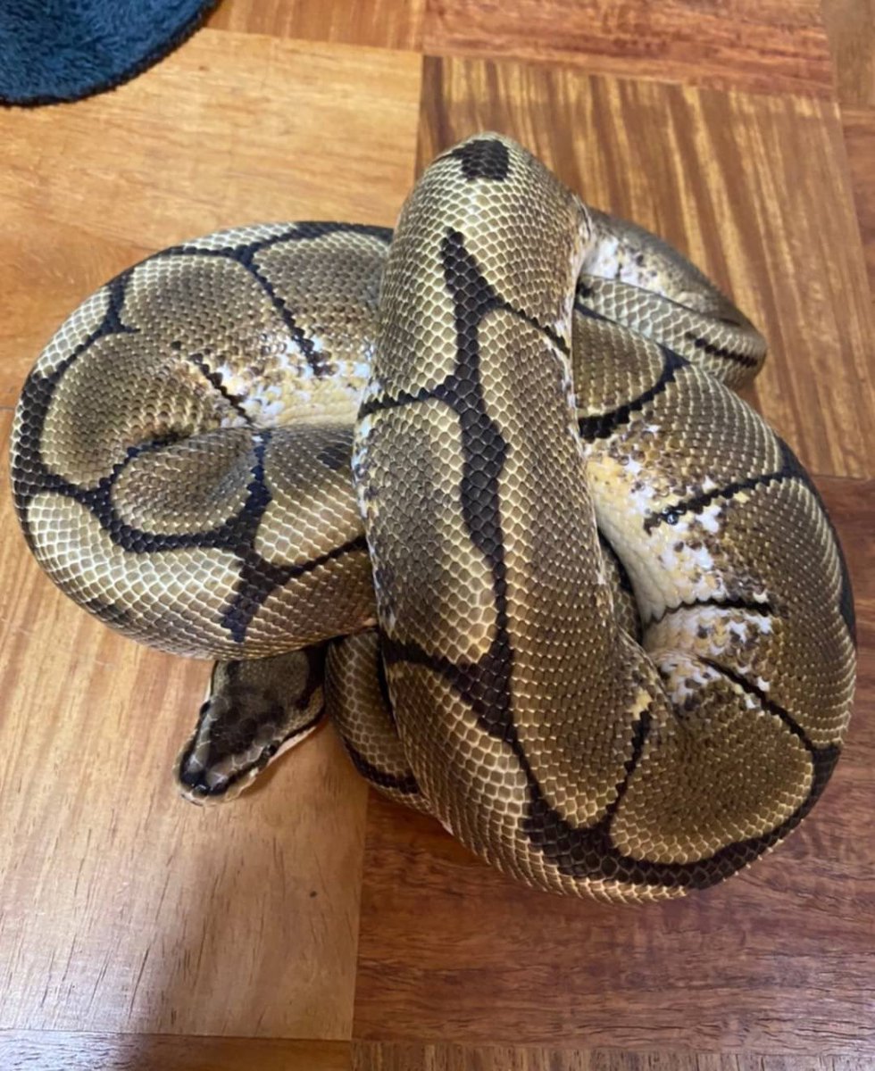 ボールニシキヘビ