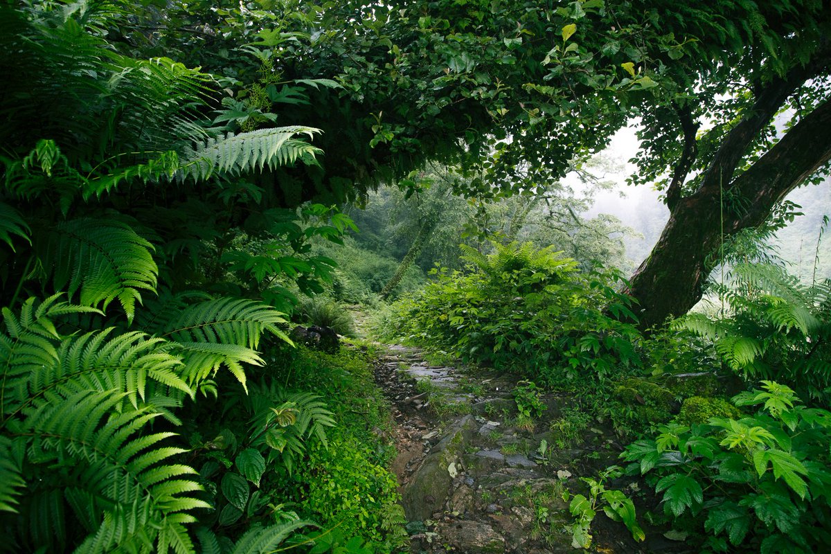 the trees in Himalayas are so unique, refreshing, divine and at the same time they are seriously addicting. Shot this one in Kumaon Himalayan ranges during my treks to Himalayas
#incredibleindia #green #forests #kumaon #Himalayas