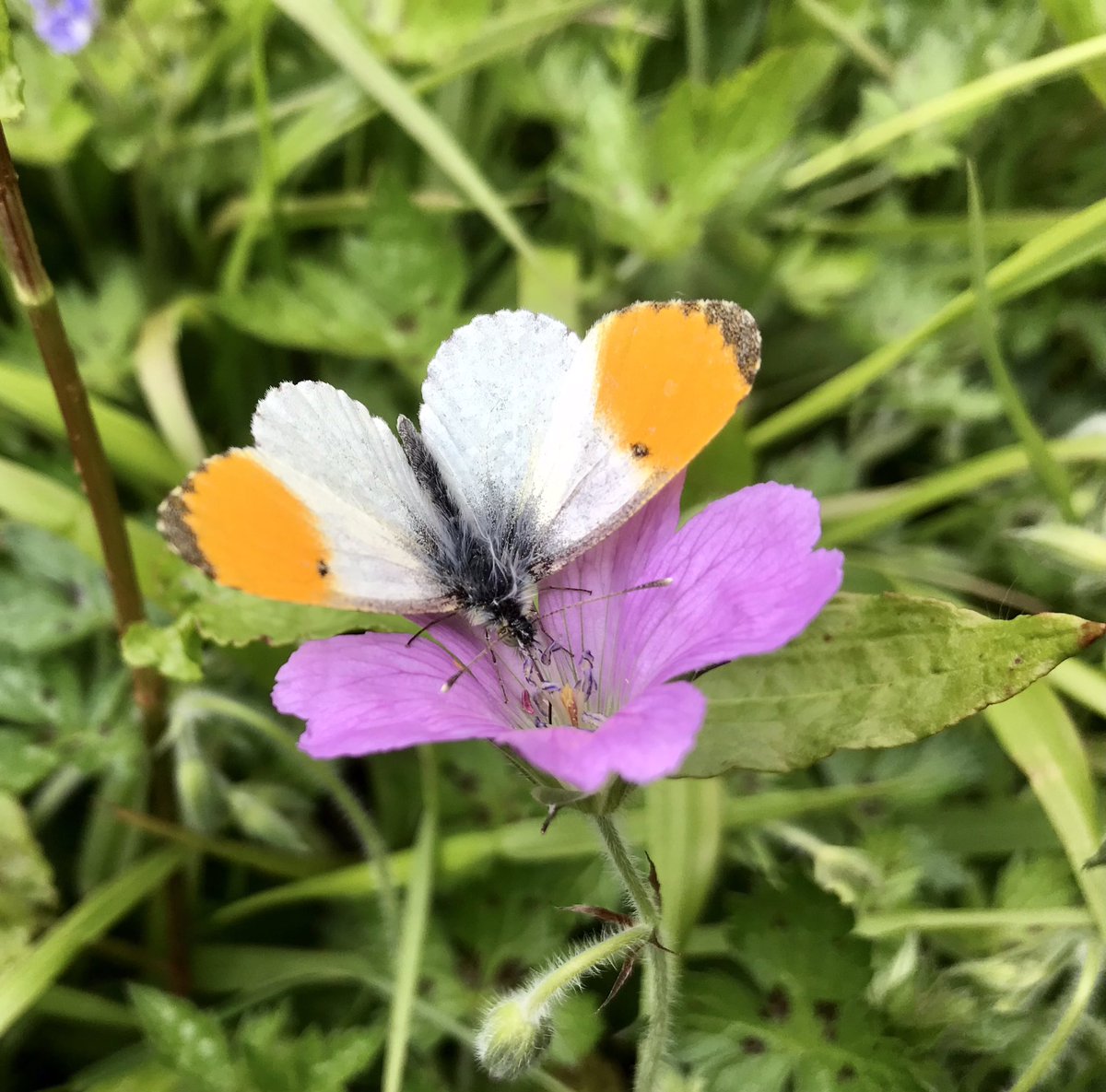 This little beauty, an Orange Tip, fluttering around the garden. 
Letting it grow a little wild to attract more  #butterfly #nature #butterflyconservation #nomowmay #Springwatch #orangetip