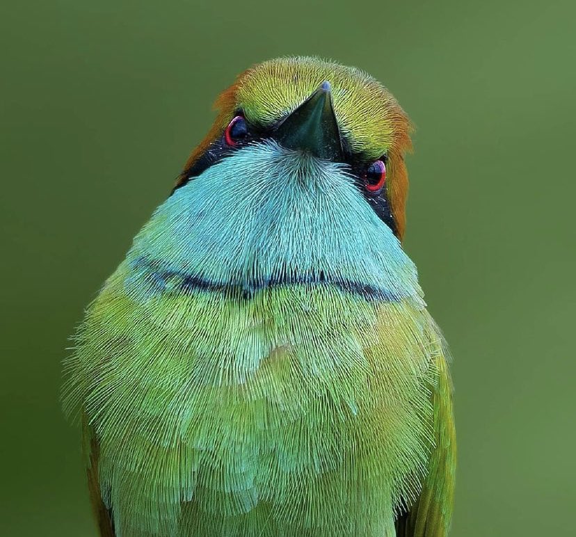 Buck Dancer, MD 🫀🫁 tweet media