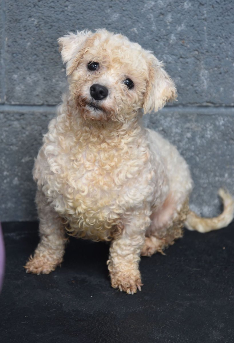 wicklowspca's tweet photo. These poor souls were rescued from a puppy farm and are terrified of every movement or noise. They back into the corner and shake uncontrollably. Staff are working around the clock to get them on track to finding their forever homes and finally see what it is to have a life ❤❤ https://t.co/VeTNMaesIw