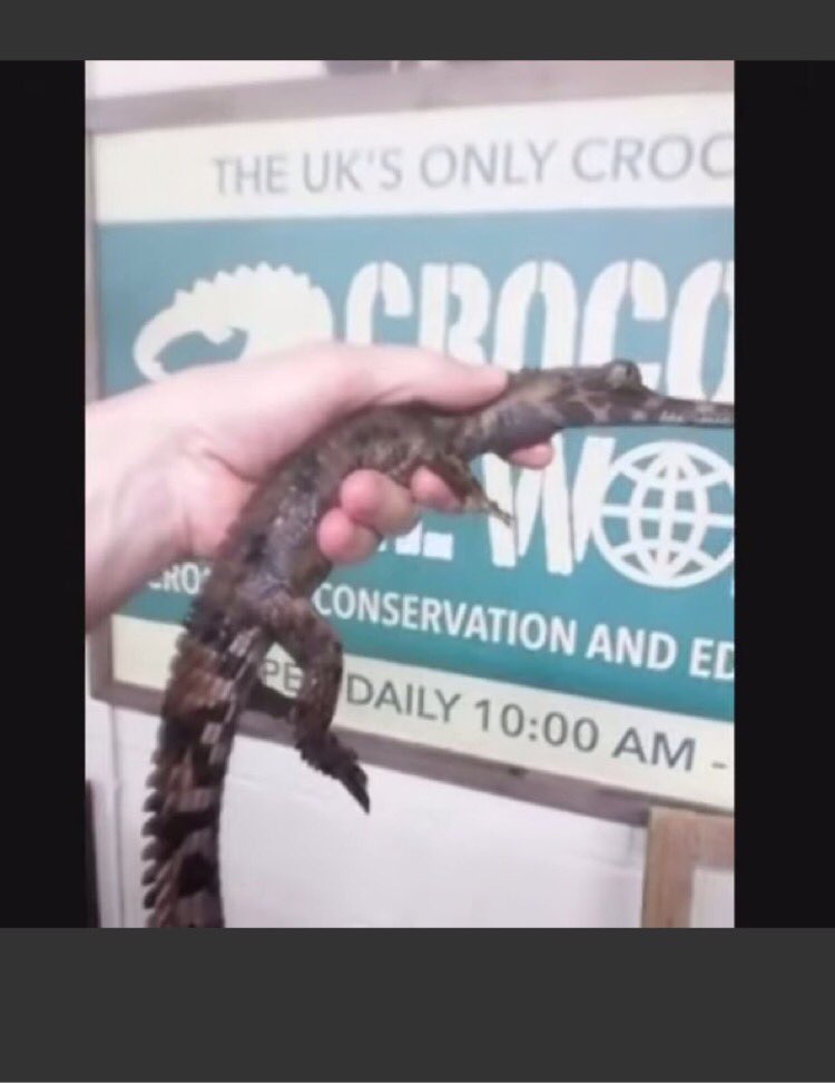 teach_msK's tweet photo. Yesterday we went on a virtual class field trip to visit Colin the Head of Education at Crocodiles of the World – the UKs only crocodile zoo. He taught us about all things crocodilians. Thank you to Jesse and Colin for a fun trip!! @EBTSOYP #exploringbytheseat #kauffeetime https://t.co/fWmHSruRQk