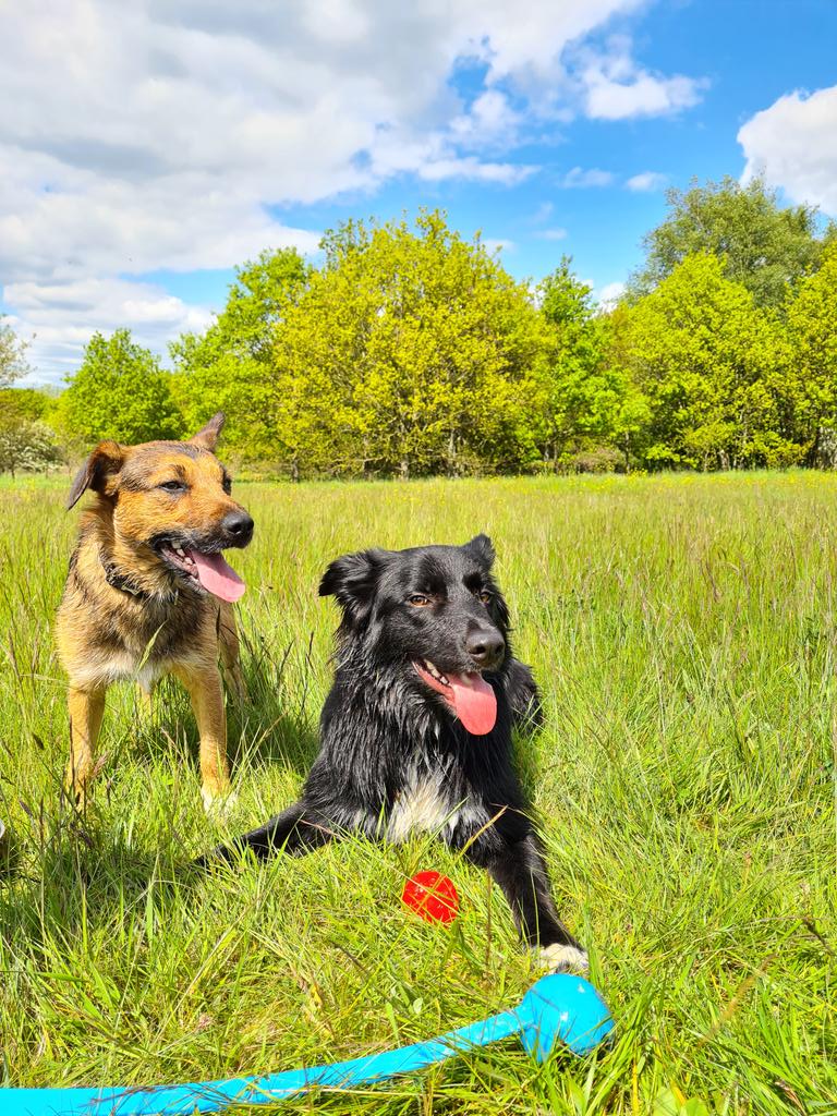 BenjiSansa's tweet photo. Play Time😋🐕🌈🐶 https://t.co/zcExmAp6ku