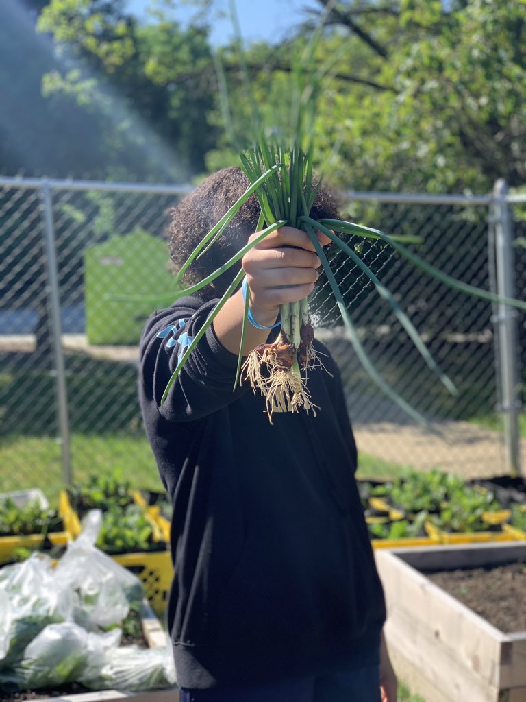 AMylonasOCS's tweet photo. Fresh Scallions on the menu today! Wouldn’t be a Greek Salad without them 🥗🌱🇬🇷@OCSDelaware @OcsFarm @ocsgreenteam @DECharterNetwrk @HealthyFoodsDE https://t.co/Dev3y2o8ic