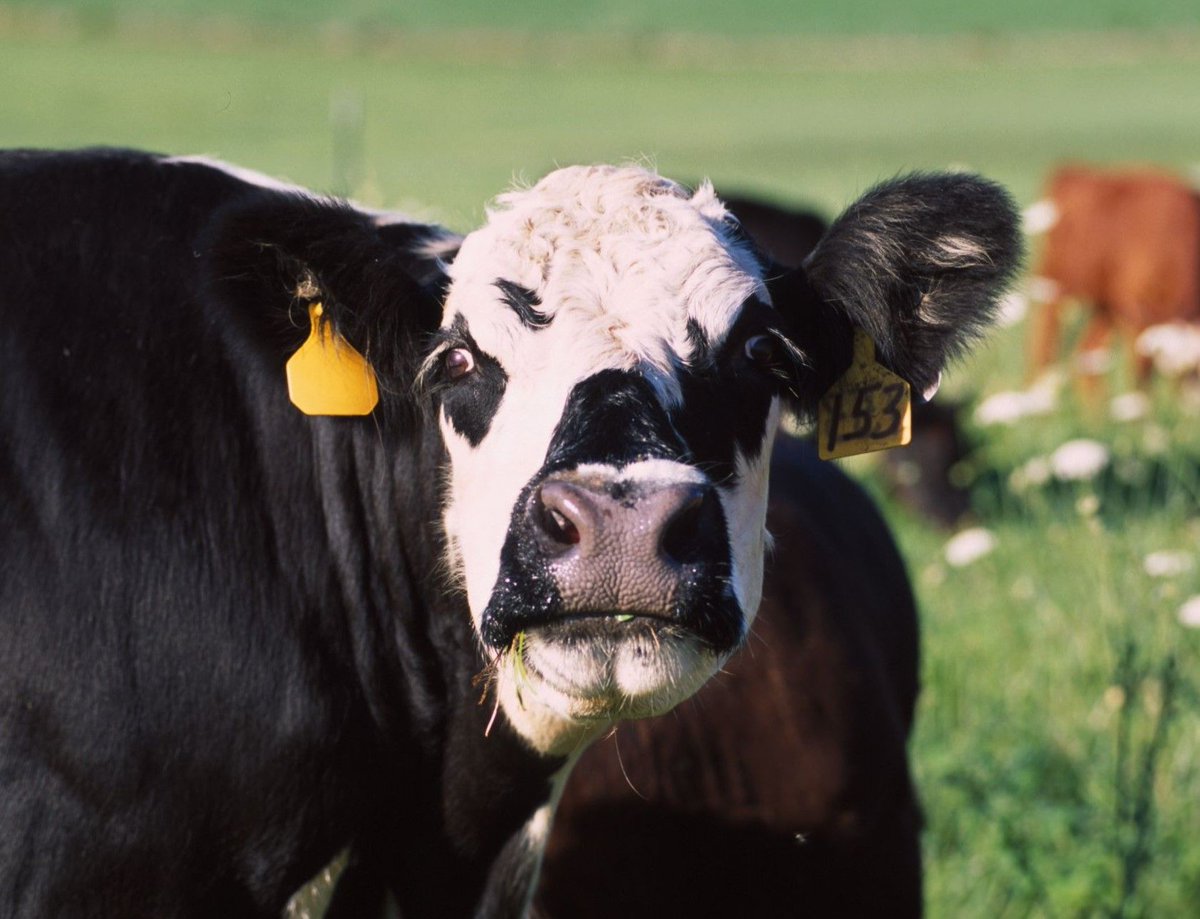 cattlefax's tweet photo. Some of the recent uptick in #beefcow slaughter is due to #drought in the West. However, the majority of YOY increase is coming from @USDA reporting regions in Southeast, plus New Mexico & Texas. Tighter margins, higher price volatility in recent years >>> https://t.co/dTklYYwnme https://t.co/4kLy6Q2Q3u
