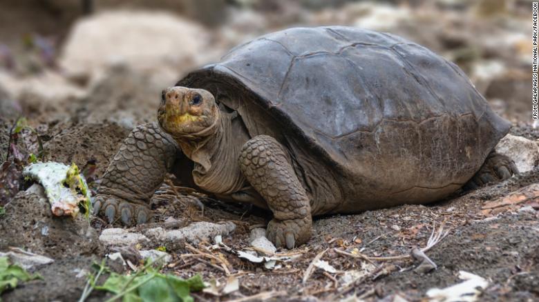 1/4 Today on #ResearchThursday – Researchers confirm the presence of a Giant #Tortoise #species  thought to be #extinct nearly a century ago.
Found during a joint #expedition between the #Galapagos National Park and the Galapagos Conservancy in 2019