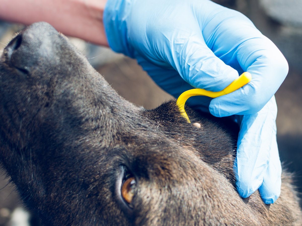 [BLOG] DOs &amp; DON'Ts when removing a Tick

Read it now > hubs.la/H0P9p2q0

#hiltonherbs #hiltonherbsk #tickawareness