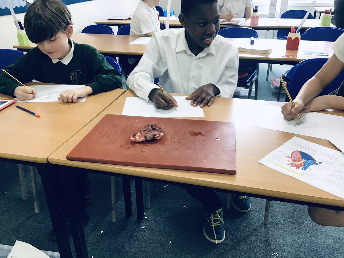 HighwoodPrim6B's tweet photo. Today we used our #Oracy skills to recap what we remembered about the circulatory system using #fedinfacts - this helped us understand how the heart works! We even had a go at some anatomical drawings! #miniscientists #curiosity #realhearts https://t.co/NLe3IDueEh