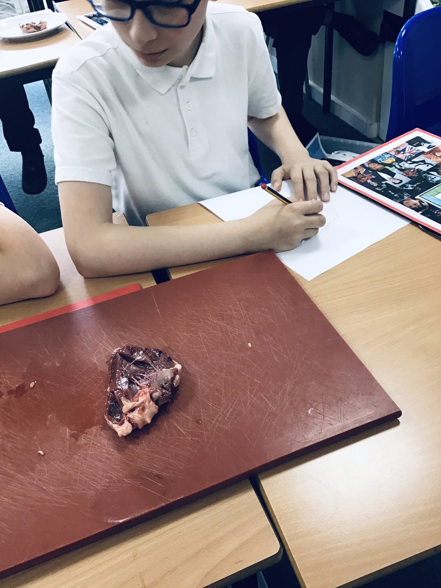 HighwoodPrim6B's tweet photo. Today we used our #Oracy skills to recap what we remembered about the circulatory system using #fedinfacts - this helped us understand how the heart works! We even had a go at some anatomical drawings! #miniscientists #curiosity #realhearts https://t.co/NLe3IDueEh