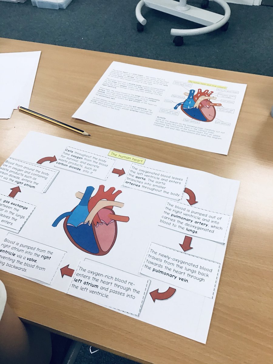 HighwoodPrim6B's tweet photo. Today we used our #Oracy skills to recap what we remembered about the circulatory system using #fedinfacts - this helped us understand how the heart works! We even had a go at some anatomical drawings! #miniscientists #curiosity #realhearts https://t.co/NLe3IDueEh