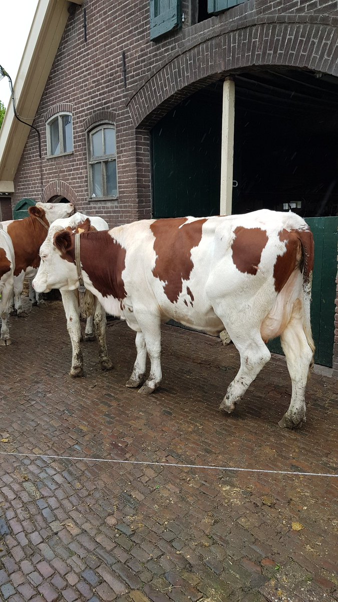 Ja hoor, 't zal wel .....echt waar, morgen schijnt 't zonnetje. Nog even doorbijten dus. #Montbeliarde #rasspecifiek #veehoudergebonden #singleorigine