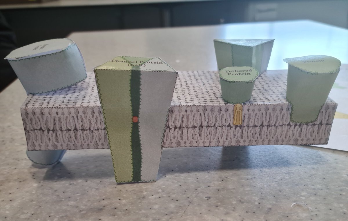 MissMcEwan2's tweet photo. S3 have been learning about the cell membrane this week and finished off by making their own 3D models to visualise the parts 🧬👏🧬 #TeamBio https://t.co/7xhpCi5eez