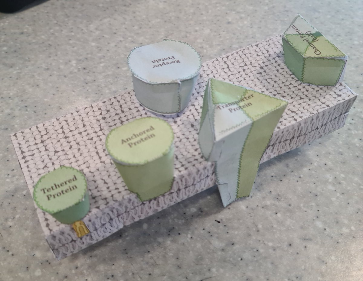 MissMcEwan2's tweet photo. S3 have been learning about the cell membrane this week and finished off by making their own 3D models to visualise the parts 🧬👏🧬 #TeamBio https://t.co/7xhpCi5eez