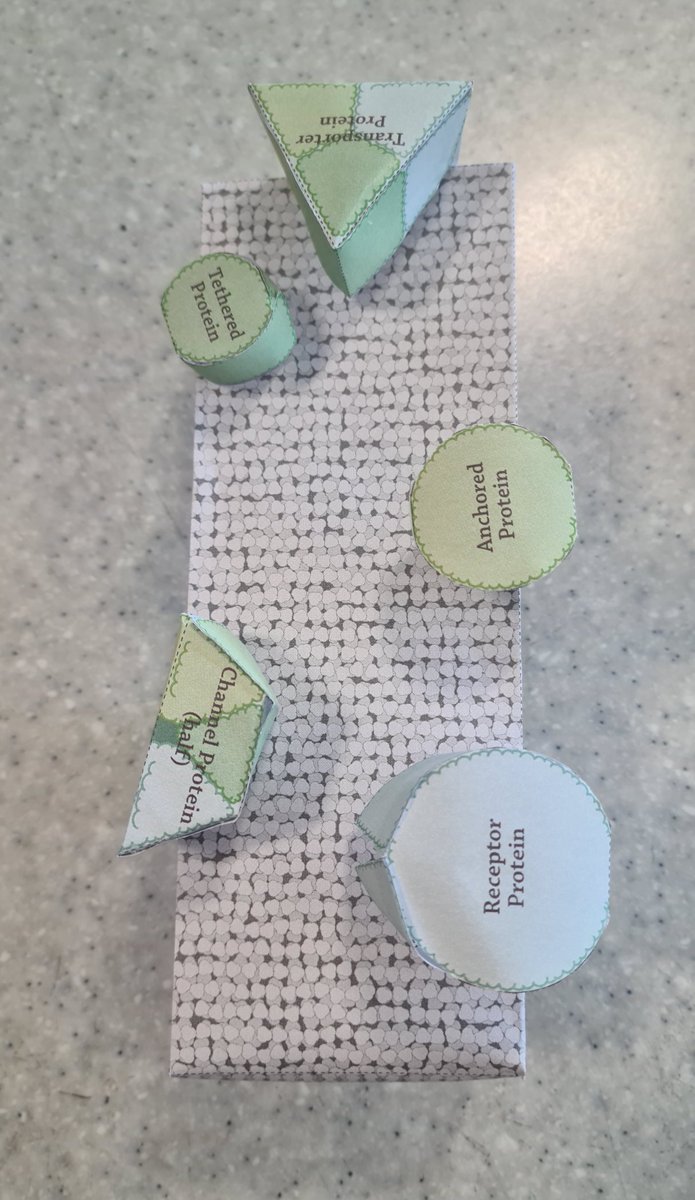 MissMcEwan2's tweet photo. S3 have been learning about the cell membrane this week and finished off by making their own 3D models to visualise the parts 🧬👏🧬 #TeamBio https://t.co/7xhpCi5eez
