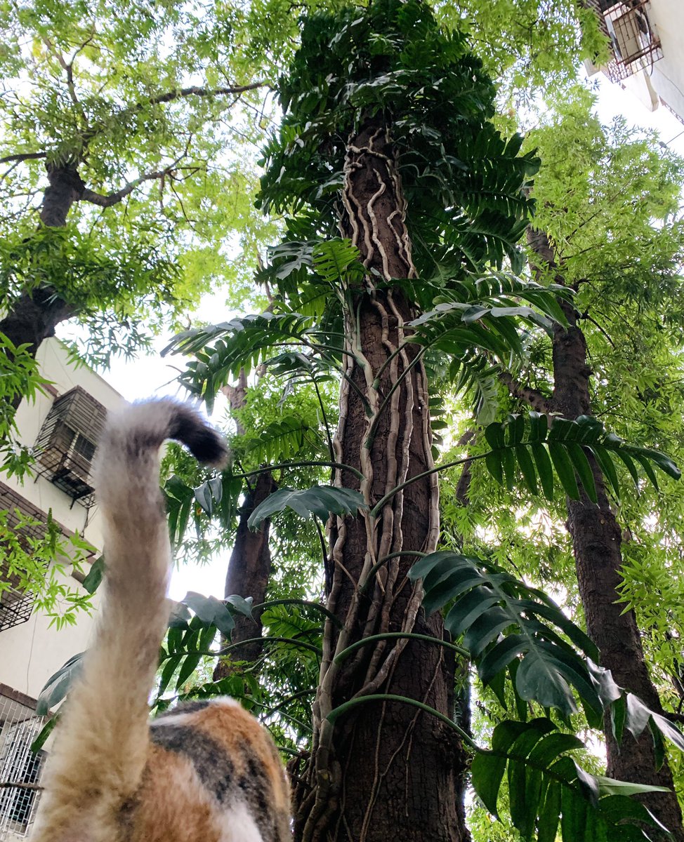 ParomaMukherjee's tweet photo. The visiting lover decided to photobomb my photograph of the tree. #CatsOfTwitter #Versova #Mumbai #hospitaldays #animallove https://t.co/vjBYh5wRm5