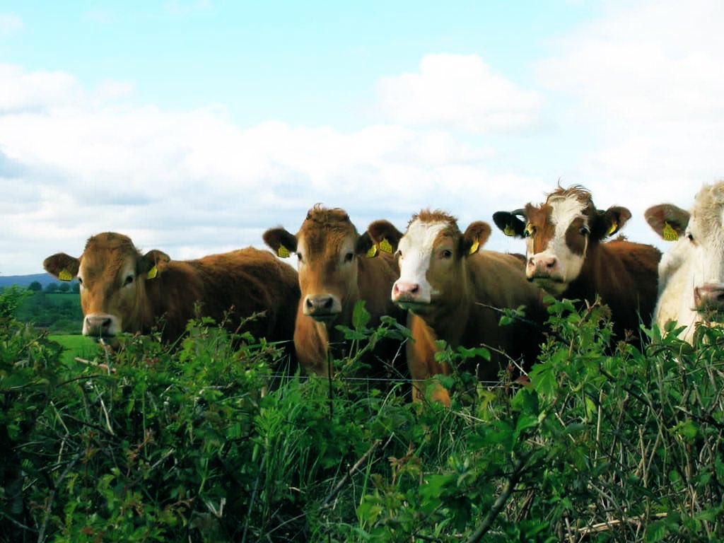 The World Animal Health Organisation has recognised Ireland as having a negligible risk for bovine spongiform encephalopathy (#BSE), the lowest country risk status possible. 

📍 gov.ie/en/press-relea…