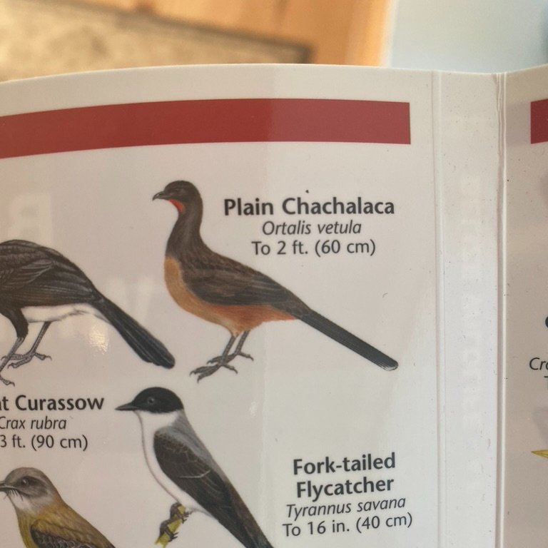 Less flamboyant relative of the Boom Chacalaca