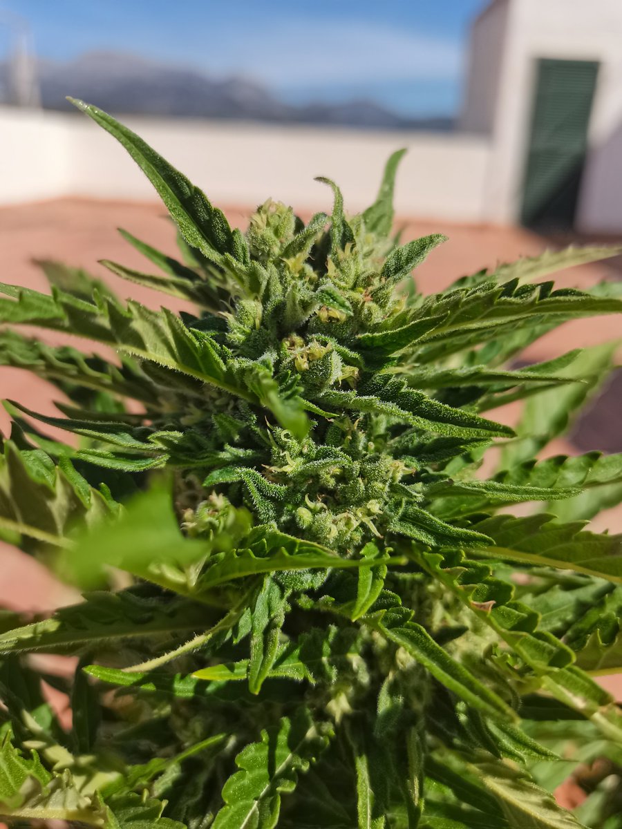 CPTN_Rastafari's tweet photo. Que alegría da ver que ya queda poco para recoger las primeras flores de la temporada. Serán las #AutoCritical de @GIFTSGREENWOOD alimentadas #gourmet con @ProXL_Spain #orgánico 😋😋😋

#Autocultivo #autoproducción #growyourown https://t.co/HwVMxIpeb7
