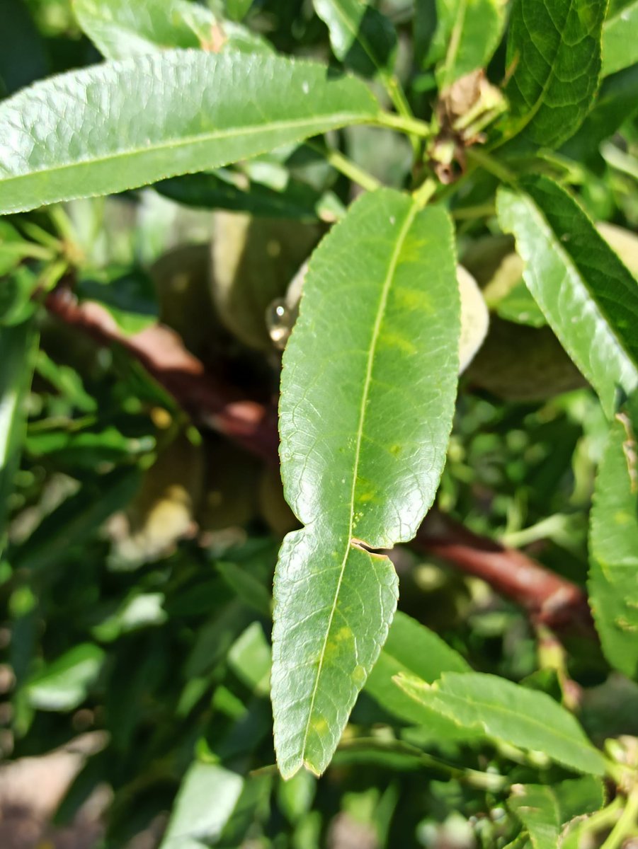redfaragon's tweet photo. Ya son visibles los primeros síntomas de #ManchaOcre en #almendros de la comarca de #Valdejalon. Si a partir de ahora, se dan periodos de lluvia, deberían renovarse los tratamientos. #ATRIAS #GIP #almonds #PlantDisease https://t.co/MfDFvgC02W