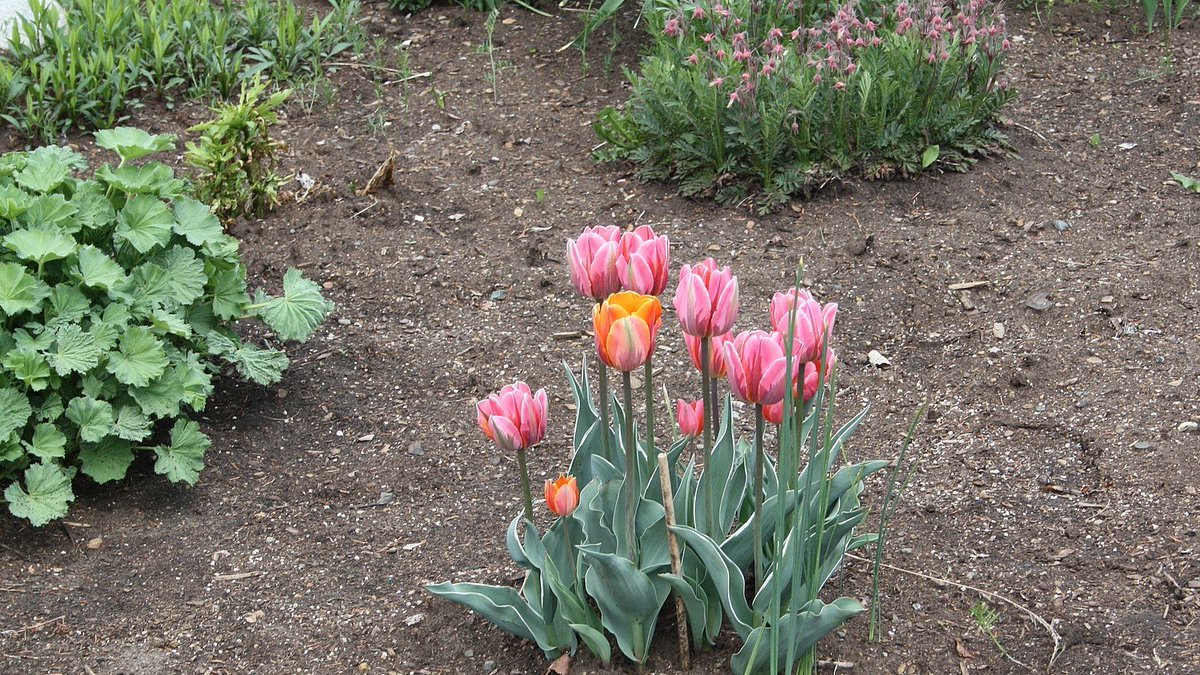 friendsTBcon's tweet photo. Although COVID-19 has closed #ThunderBay's Botanical Conservatory you can still take a socially distanced stroll around the grounds to enjoy the beautiful spring blossoms.
#WearAMask #StaySafe #OutsideExercise #WalkTBay #QualityOfLife #TBay https://t.co/5X1LNfPTnm