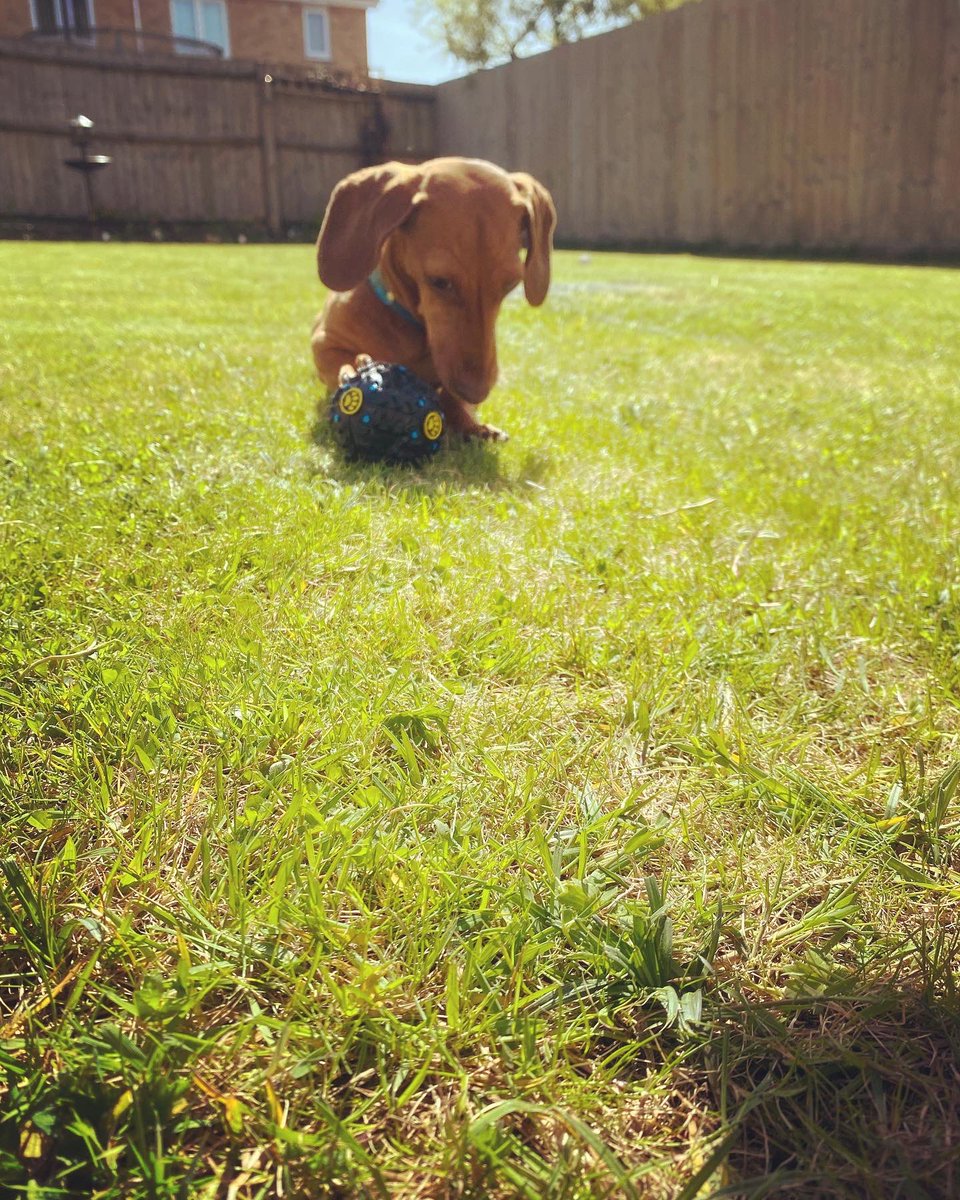 Fun in the Sun! 🏀 ☀️ 🐶 😃 #Frankie #miniature #Dachshund