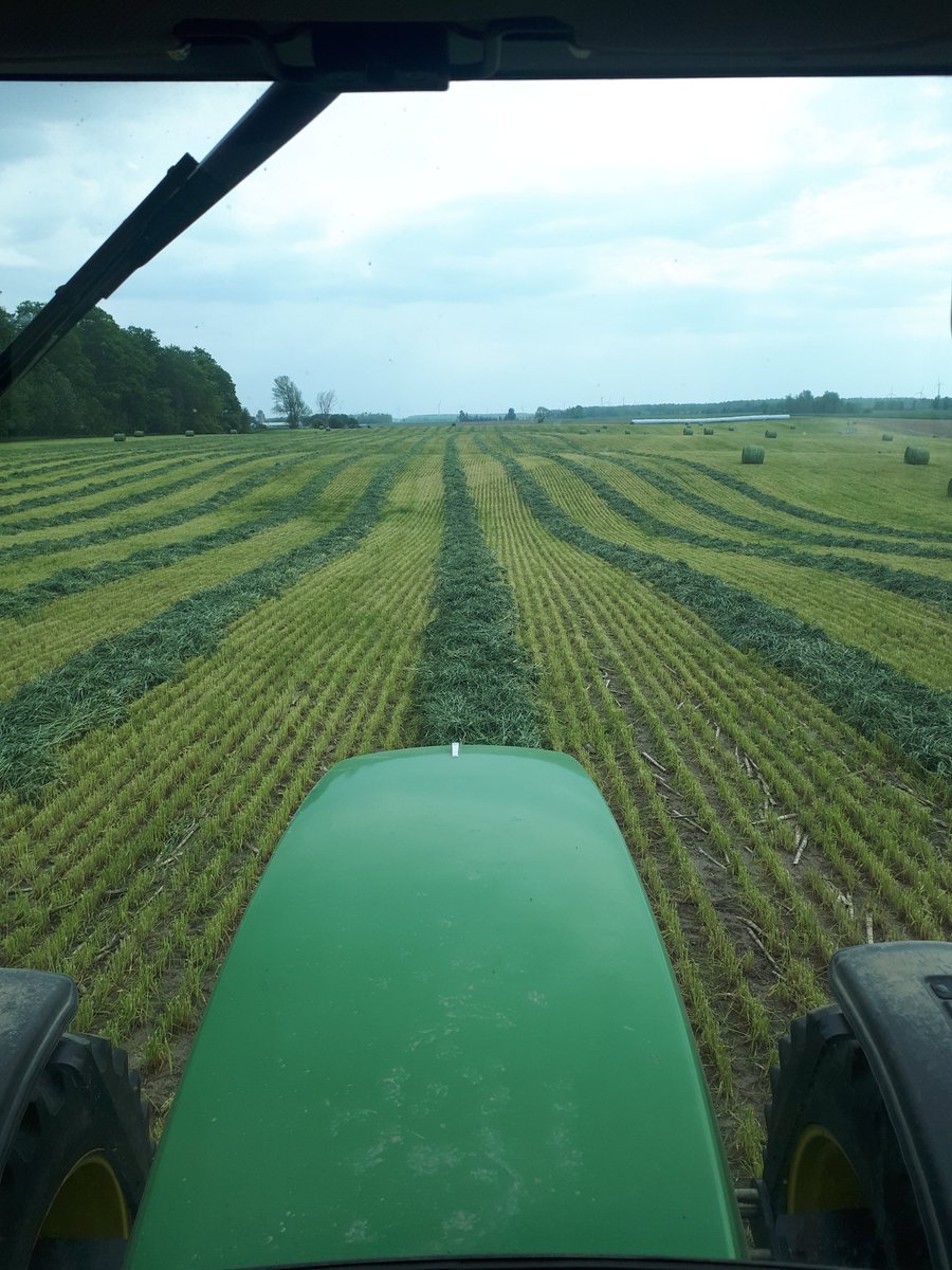First time growing winter triticale after corn silage.  Trying to get the most out of every acre.  Going to take some serious moisture to make the soybeans grow.