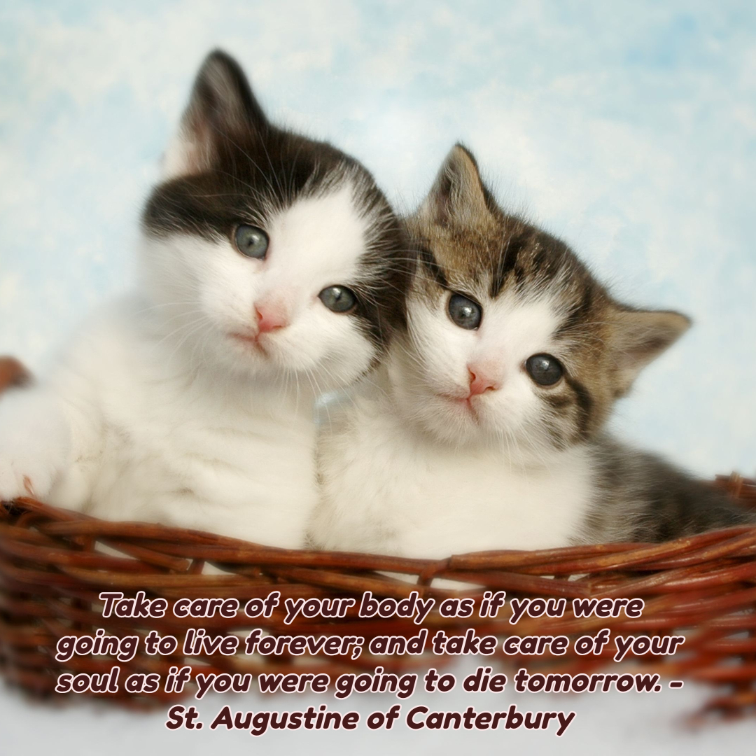 #cats #kitten #dailyinspiration #StAugustineofCanterbury #Catholic #Christian #CatholicSaint #CatholicFaith #Saintquote #dailyquote #famousquote #wisewords #wordsofwisdom #wordstoliveby #wisdom #Christianwisdom