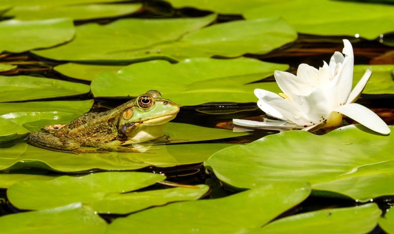 WorldOutdoorSTC's tweet image. Backyard PONDS aren't just beautiful, serene, and relaxing; they're good for your health! This article will address the benefits that a pond can have on your mental health and overall life satisfaction.   #OutdoorFeatures #Ponds   WOE.rocks  1l.ink/BSHMDM8