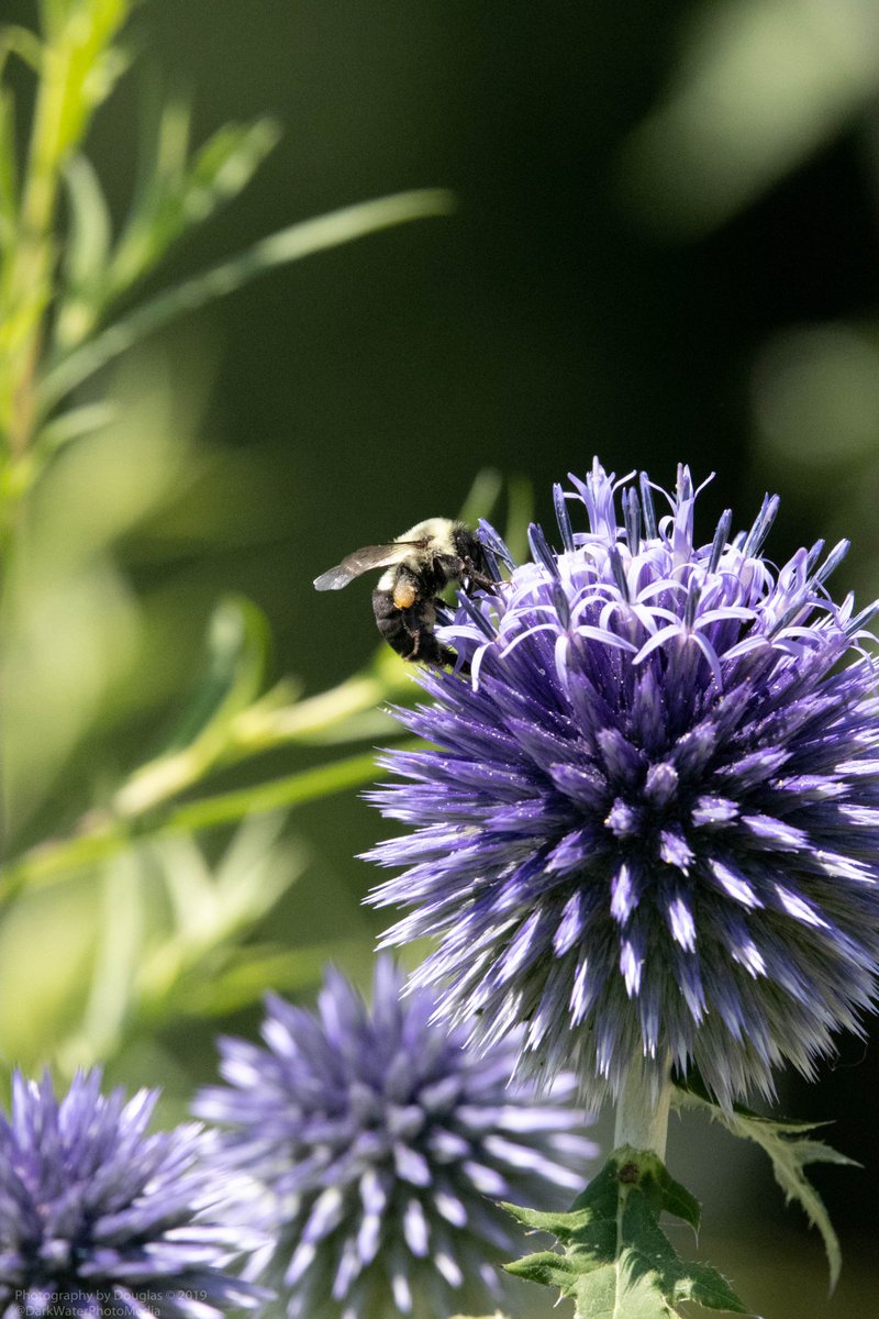 DarkWaterPhotos's tweet photo. Bzt Bzt ... honey, honey. Grenadier Pond, High Park. Toronto.
#CityofTO #WildTO #LostRiverWalks #YYZ #TOParks #Bees #Flowers #ActiveTO #WalkTO #BikeTO #HikeTO #TORavines #Instagram
https://t.co/R5PMOspsUo https://t.co/YVfVLFzufK