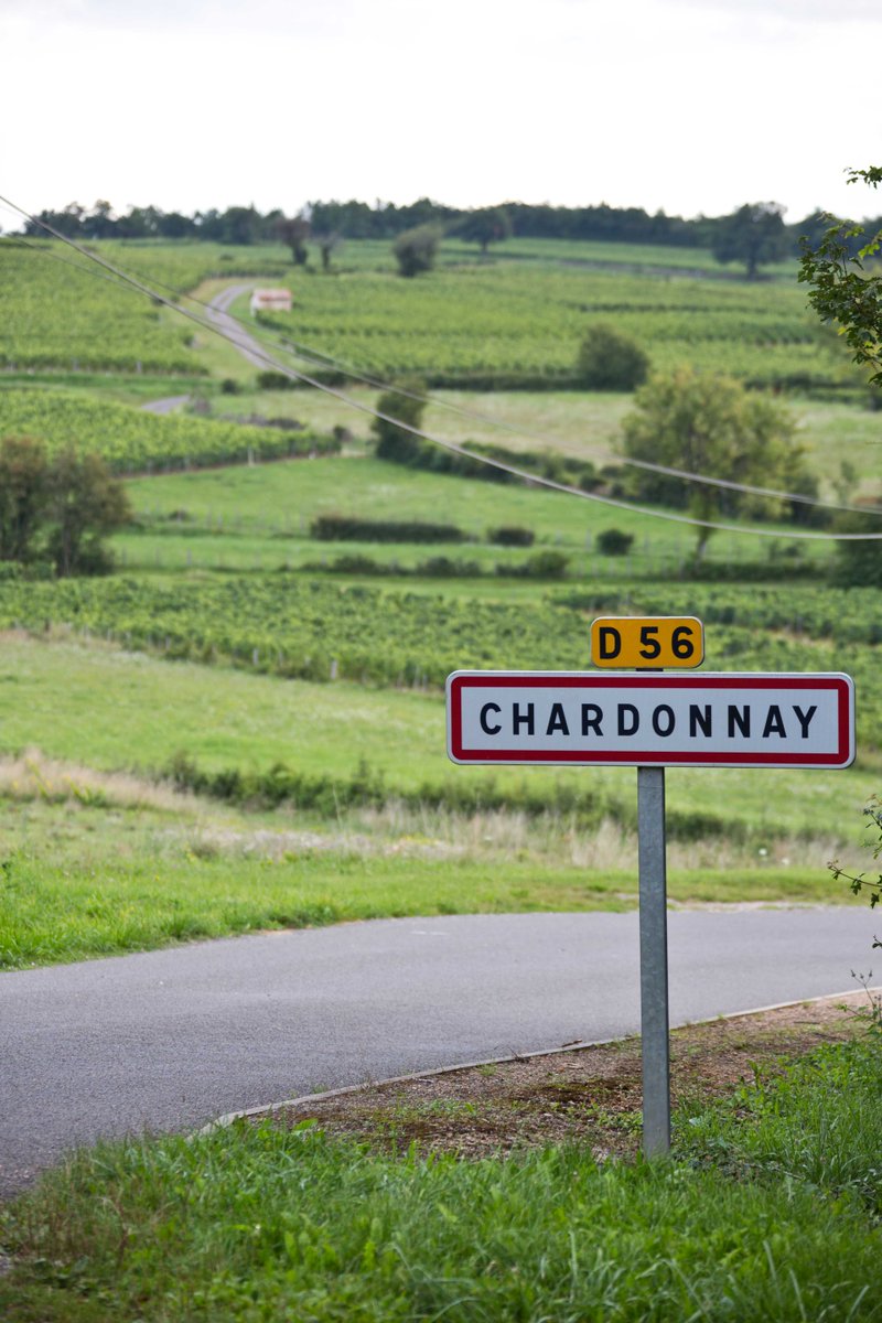 #ChardonnayDay #Bourgogne - Le Chardonnay est produit dans le monde entier. Donc, pourquoi penser qu'il est né en Bourgogne ? Rien de plus simple ! 👇 Il est mentionné dès 1685, mais c'est aussi le nom d'un village du Mâconnais ! Vos prochaines vacances sont toutes trouvées !