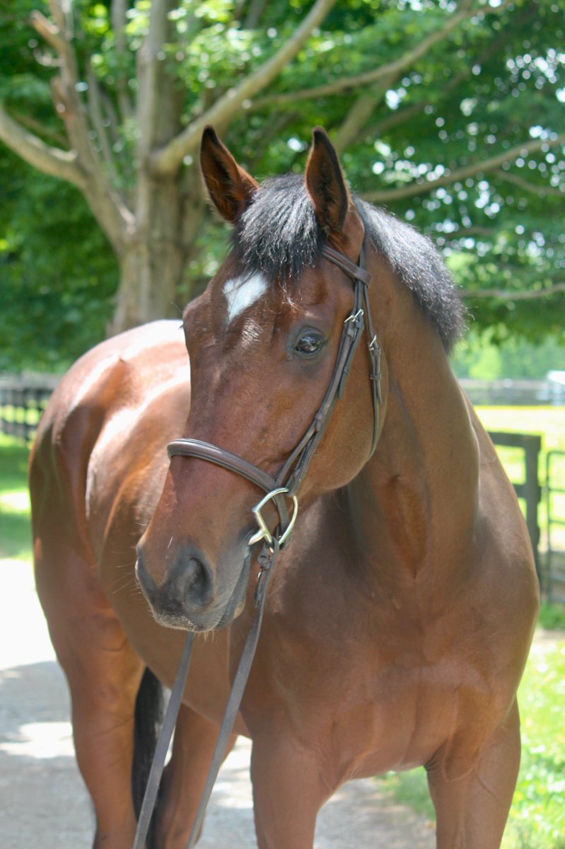 CANTER Kentucky tweet media