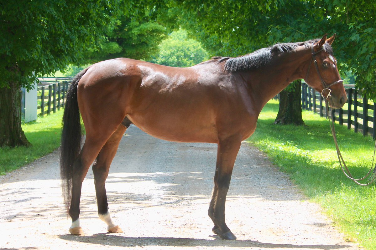 CANTER Kentucky tweet media