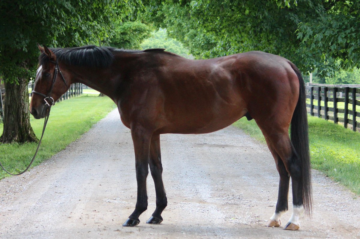 CANTER Kentucky tweet media
