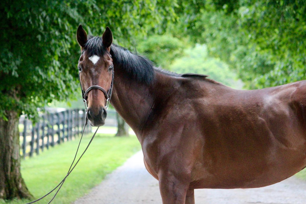 CANTER Kentucky tweet media