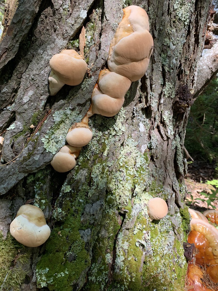 bufeq's tweet photo. @humanhouseplant  I saw this tree on my hike and I thought it would@make you happy. https://t.co/60QWp8G0Uw