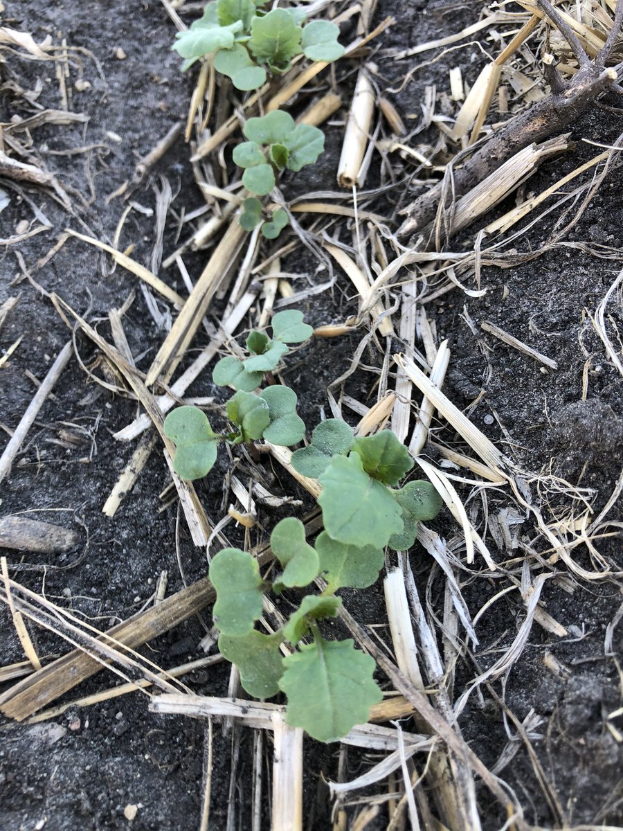 Buteo showing it’s 💪🏻.  Everything else not so much.