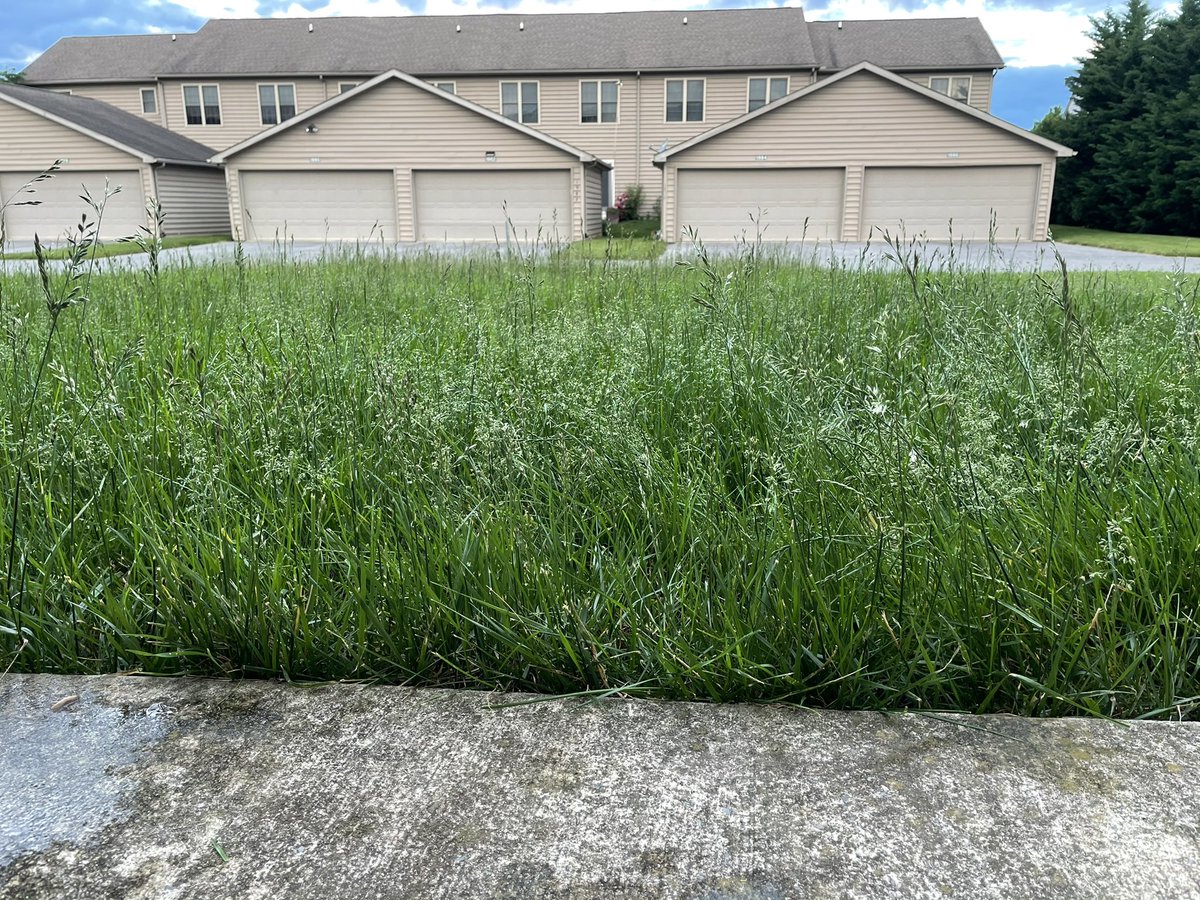 TurfCocky's tweet image. Boy my backyard is #USOpen rough thick. @USGAGrnSection follow me for more #TurfTips  🥴🤷🏻‍♂️🤦🏻‍♂️